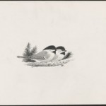 Two small birds on a bough