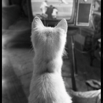 Cat on Peter Simon's lap, watching the Mets on TV, circa 1968